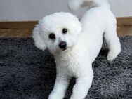 Bichon Friese - Schwalbach