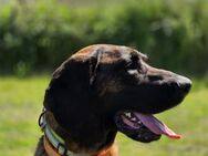 Hannoverscher Schweißhund sucht neue Men - Bergkamen