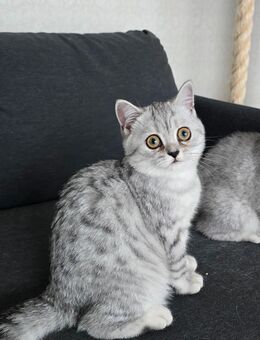 BKH Engelswesen in Whiskas - Remscheid