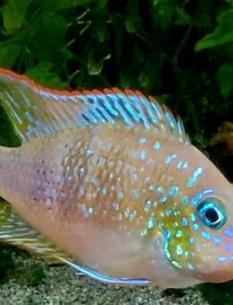 Thorichthys aureus - Flensburg