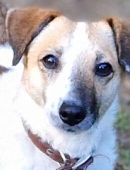 MIRKA sucht Zuneigung - Gefrees