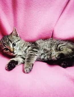 3 zuckersüße Teppichflitzer suchen Traumschloss rot-weiblich Tiger m/w Kätzchen Kitten Katzenbaby - Freiensteinau