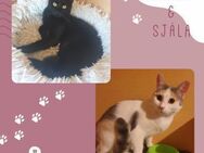 Katzen Blacky und Själa warten auf Post - Lalendorf