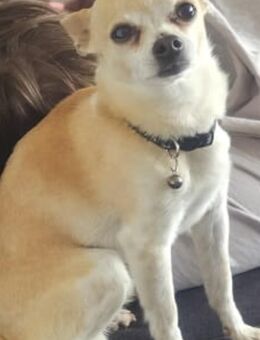 Reinrassiger chihuahua sucht neues Zuhause - Boden