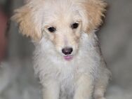 Pomeranian Toypudel mix welpen mädchen - Halle (Saale)