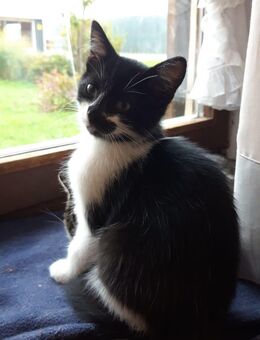 Kätzchen (Kitten) - Feldkirchen-Westerham