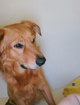 Suchen einen 2 Hund - Essen