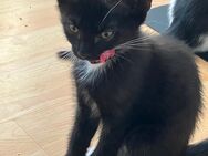 Letztes Baby aus dem Wurf sucht ein Zuhause - Ludwigshafen (Rhein)