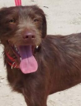 Tinto ist ein lieber Hund - Donaueschingen