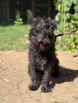 Safrany sucht die Sonnenseite des Lebens - Heinsberg