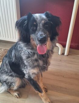 Prinz sucht dringend zuhause - Grünberg