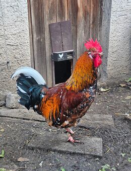 Schwedische Blumenhühner Hahn - Rosenfeld