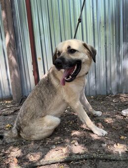 Csimo - muss endlich hier raus! - Köln