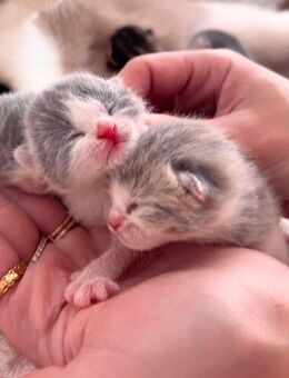 Zuckersüße Bkh Kitten - Köln