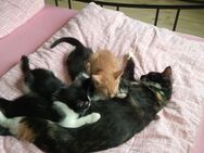 Unsere kleinen Süßen Mai kitten suchen ein Zuhause - Nordenham Zentrum