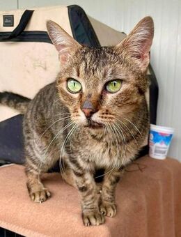 Vermittlungshilfe für Keks- Labus Family - Bad Camberg