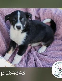 Chip 264843 sucht ein Zuhause - Kirchzell