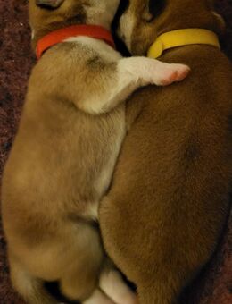 Akita Inu Welpen - Berlin Mitte