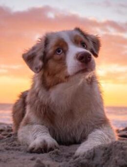 TRAVIS SUCHT ERFAHRENE HUNDEMENSCHEN - Mönchengladbach