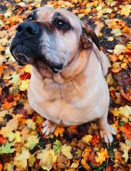 HUMPHREY... Trauriges Update 😭 - Mylau