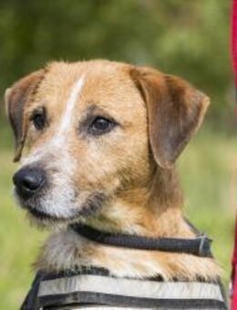 Bobi-SI, lieber Kerl sucht Zuhause - Neustadt (Rübenberge)