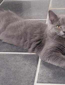 Maine Coon Mix Elli - Herne