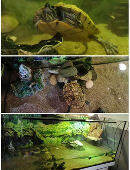 Schildkröte (Wasserschildkröte) mit Aquarium, Wasserfilter und UV-Wärmelampe - Gummersbach
