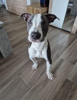 Hund sucht neue Zuhause. - Steinfurt