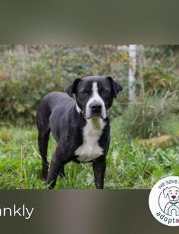 Frankly: sucht sein Glück - Kirchzell