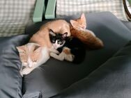 2 junge Katzen, 12 Wochen alt, männlich und weiblich, stubenrein - Hirschau