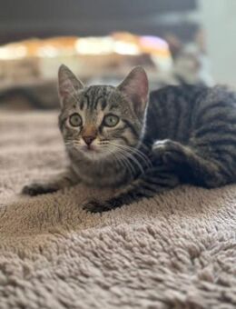 Lerua 🐾 das Glückskatzen-Mädchen - Kirchheim (München)