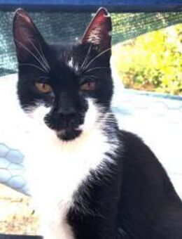 Unkomplizierter Gadget - Ellerbek