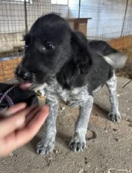 Nico 30 cm (Nov 25, wächst noch) - Alpenrod