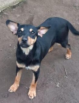 Lady 🧡🧡🧡 schönes Plätzchen gesucht - Bad Karlshafen