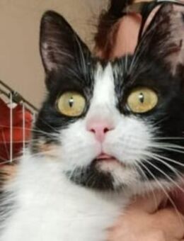 wunderschöne zärtlich Krasy - Augsburg