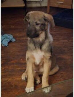 Anton - wartet in 57539 Breitscheidt - Oberwies