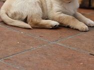 Labrador Retriever Welpen - Schrozberg