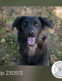 Chip 230513: Hundekind sucht ein Zuhause - Kirchzell