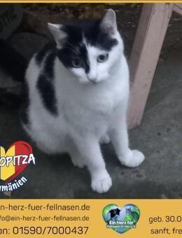 Schiopitza sucht ihr Für-Immer-Zuhause! - Waakirchen