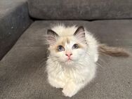 Heilige Birma Ragdoll kitten - Iserlohn