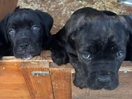 Wunderschöne Cane Corso Welpen suchen ein neues Zuhause! - Ruppichteroth