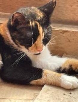 Katinka sucht erfahrenes Zuhause - Waakirchen