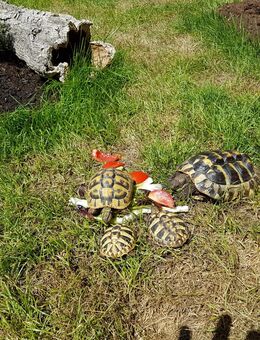 Wir nehmen Griechische Landschildkröte und Breitrandlanschildkröten auf - Sontra