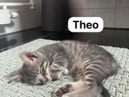 Babykatzen abzugeben - Kuhardt