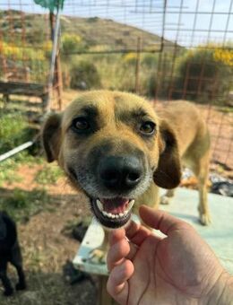 Herzenshund Maria sucht dich! - Hamburg