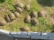 Biete Griechische Landschildkröten aus privater Nachzucht von 2024 - Castrop-Rauxel