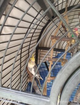 2 Nymphensittiche mit Vogelfoliere - Ravensburg