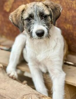 Marilu, wer möchte ihre Familie sein??? - Bochum