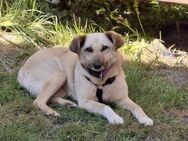 Fenja ❤️ sucht ihre Familie - Kalkar
