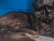 Kitten zu verkaufen - Salzgitter